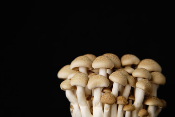 Dried mushrooms against black background, still life