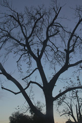 Fototapeta na wymiar Tree Silhouette 