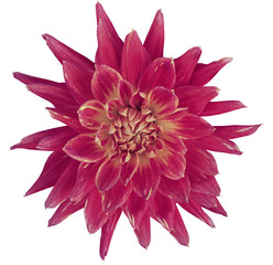 Dahlia brightly pink  flower, white  background isolated  with clipping path. Closeup. with no shadows. Great, Spotted, spiky flower. Nature.