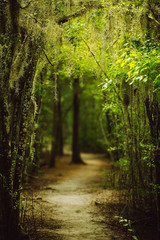 Trail through Louisiana forest along Spanish Moss hanging down from the trees - 126599443