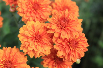 Fall Flower Chrysanthemum