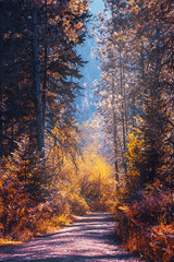Autumn landscape with road and pine trees - 126600286