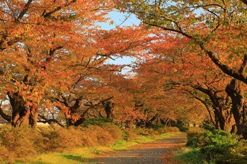 展勝地　桜並木の紅葉