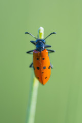 red beetle with black dots