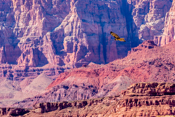 A Red Tailed Hawk Soars along the Canyon Walls of Marble Canyon, Grand Canyon, Arizona