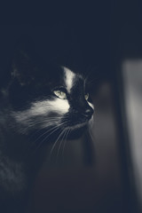 Portrait of a black cat looking away in a dark room - 126601874