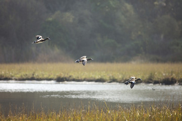 Ducks in Flight