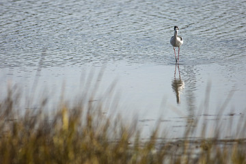 Black-necked Stilt in the Water