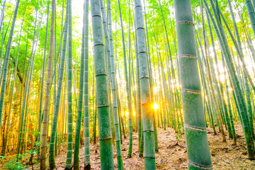 Bamboo forest with sunny in morning