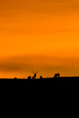 Fototapeta na wymiar Elk at sunrise