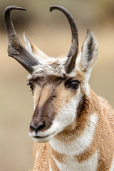 Pronghorn Portrait