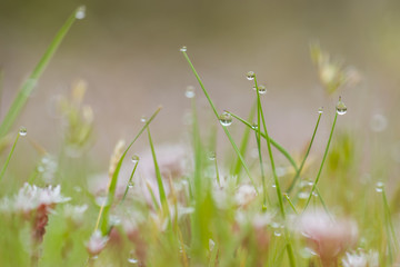 green herbs with water drops