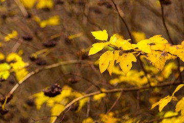 Close up of autumnal leaves on branch of tree or hedge