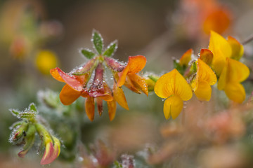 yellow and orange flowers in the field