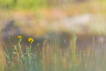 yellow flowers in the field