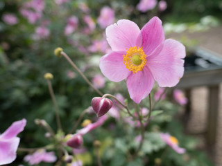 garden centre retail plant nursery for gardeners and gardening