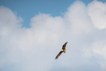 eagle hawk flying in the blue sky