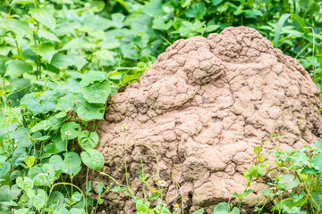 Green leaf cover on soil