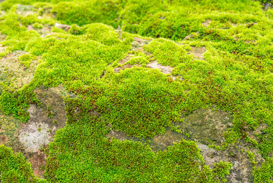 Green mos on stone