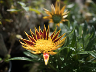 garden centre retail plant nursery for gardeners and gardening