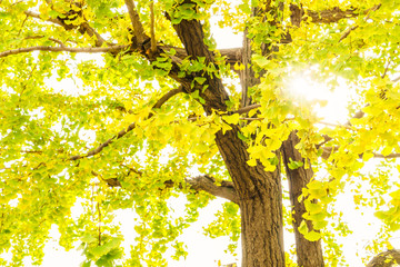 Beautiful Colorful Autumn Leaves