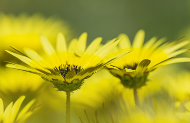 two yellow flowers in the field