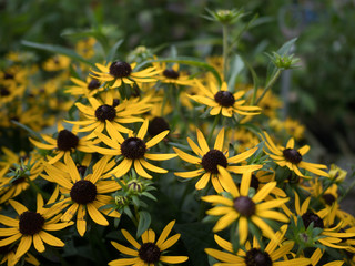 garden centre retail plant nursery for gardeners and gardening