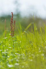 red plant in the middle of a hreen herbs field