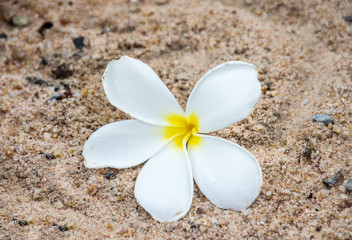 White plumeria on sand