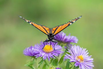 Butterfly on Flower