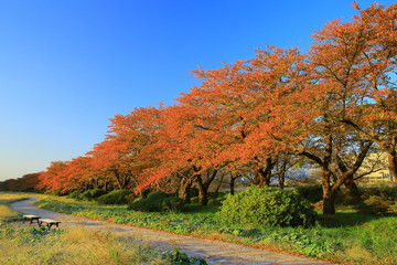 Fototapeta premium 展勝地 桜並木の紅葉