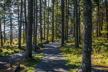 Forrest Path