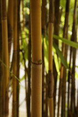 Fototapeta premium brown bamboo shoot