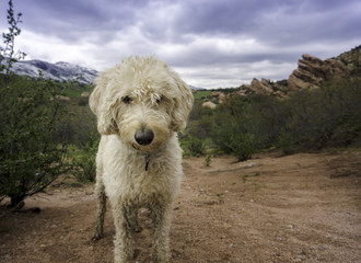 Labradoodle in Deer Valley Park in Spring