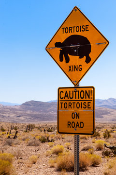 Tortoise Crossing in the Nevada Desert