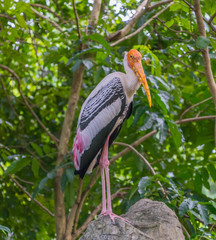 Painted stork and green background.