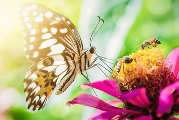 Fototapeta na wymiar Butterfly sucking nectar of flowers Zinnia.
