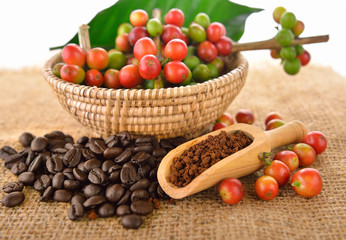 coffee beans and red ripe coffee on white