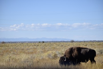 Bison in the Rockies