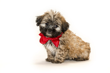 Cute puppy with a red bow and white background
