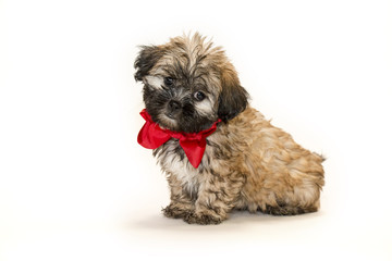 Cute puppy with a red bow on a white background
