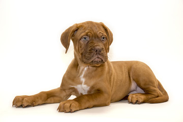 Dogue De Bordeaux on white background