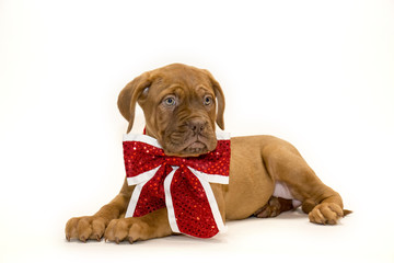 Puppy on white background with a white and red bow