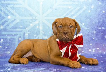 Holiday Dogue De Bordeaux with a bow!