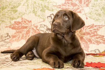 Puppy for Christmas!