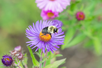 Bee in Flight