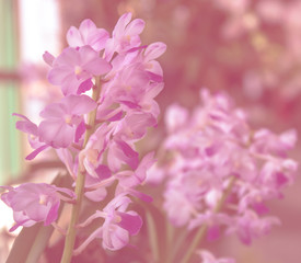 Sweet color orchid  flower in soft style for background.
