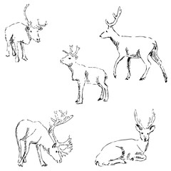 Deer sketch. Pencil drawing by hand