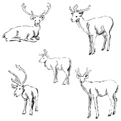 Deer sketch. Pencil drawing by hand