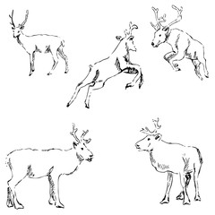 Deer sketch. Pencil drawing by hand